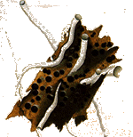 worms